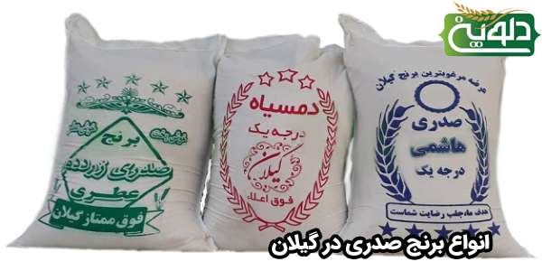 انواع برنج صدری در گیلان