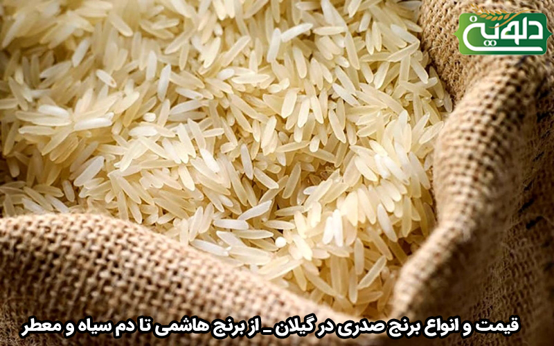 قیمت و انواع برنج صدری در گیلان _ از برنج هاشمی تا دم سیاه و معطر