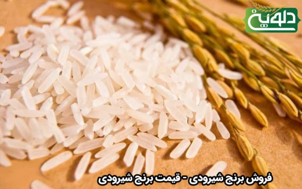 فروش برنج شیرودی – قیمت برنج شیرودی عمده