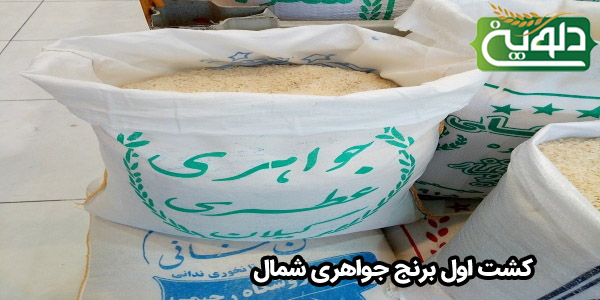 کشت اول برنج جواهری شمال